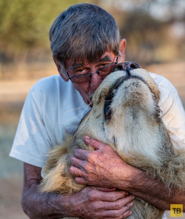 Африканский лев Сион дружит 11 лет с человеком (8 фото)