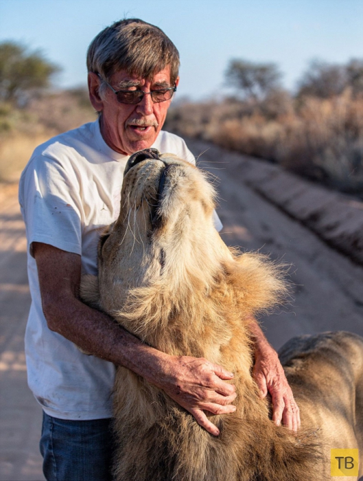 Африканский лев Сион дружит 11 лет с человеком (8 фото)