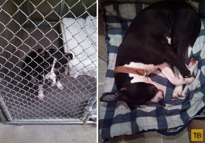 Животные до и после того, как их забрали из приюта (14 фото)