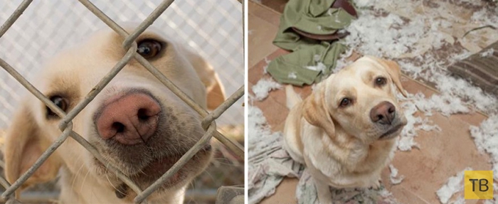 Животные до и после того, как их забрали из приюта (14 фото)