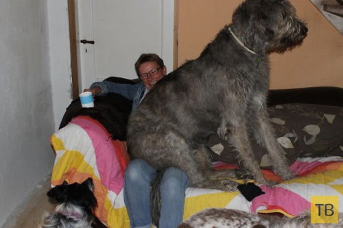 Забавные собаки больших пород (31 фото)