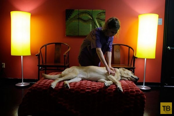 Топ 5: Самые богатые отели для домашних животных (13 фото)