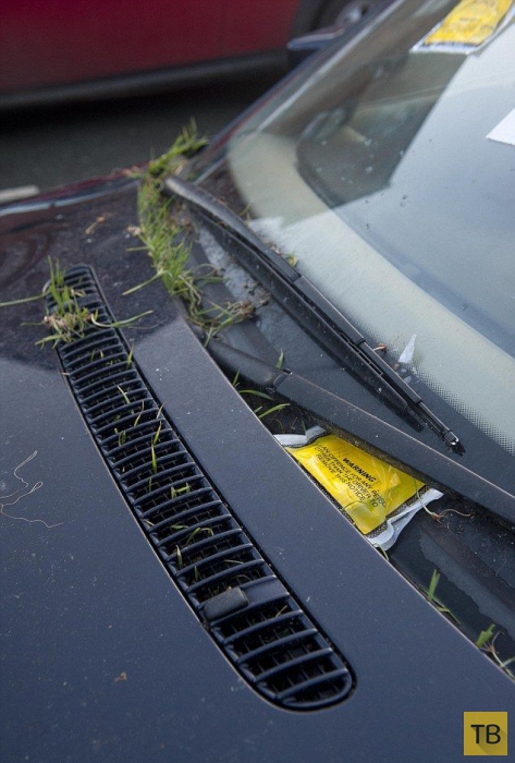 Оставленный на парковке BMW класса "люкс" порос травой (5 фото)