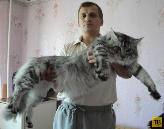 Самые крупные коты (9 фото)