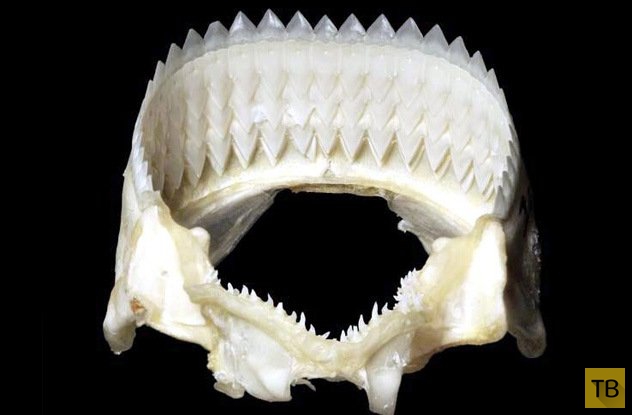 Топ-10: Подводные обитатели с самыми ужасающими зубами (10 фото)
