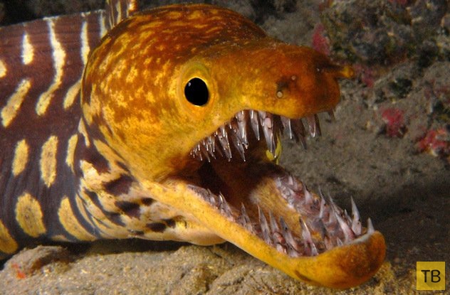 Топ-10: Подводные обитатели с самыми ужасающими зубами (10 фото)