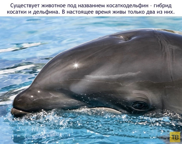 Интересные факты о дельфинах, которые вас удивят (16 фото)
