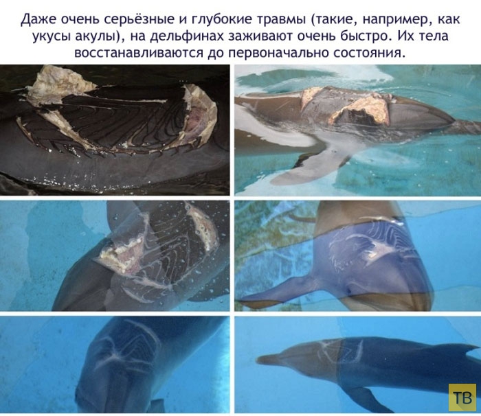 Интересные факты о дельфинах, которые вас удивят (16 фото)