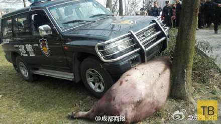 Китайская жесть!!! Травля буйвола машинами...