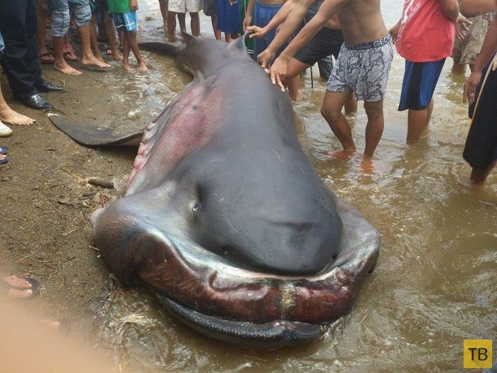 Филиппинские рыбаки выловили редкий вид акул - пелагическую большеротую акулу (4 фото)