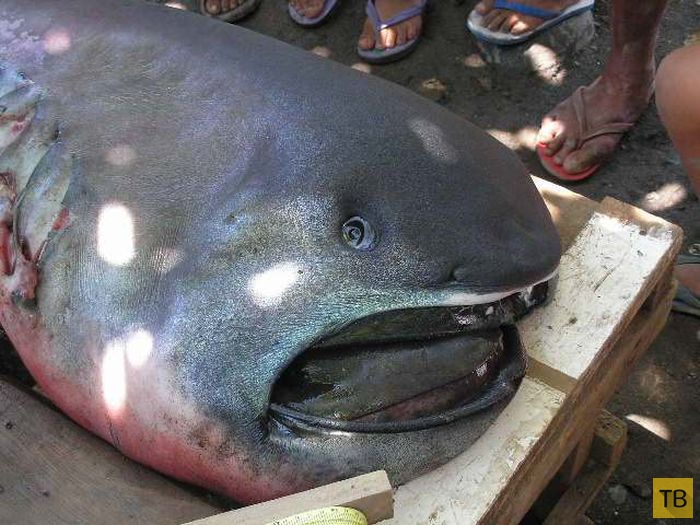 Филиппинские рыбаки выловили редкий вид акул - пелагическую большеротую акулу (4 фото)