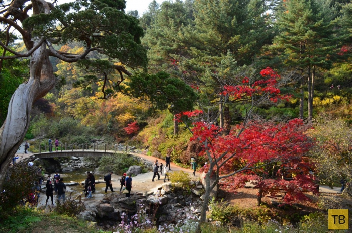 Сад утреннего спокойствия в Южной Корее (9 фото)