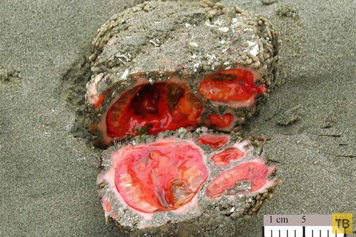 Pyura chilensis - «живой камень» с морского дна (5 фото)