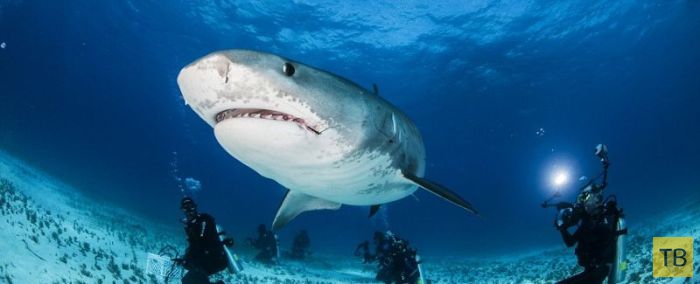 Что видит жертва акулы в последние секунды жизни (11 фото)