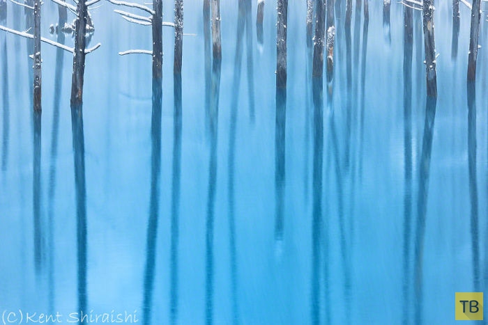 Голубой пруд на японском острове Хоккайдо в фотографиях Кента Шираиши (14 фото)