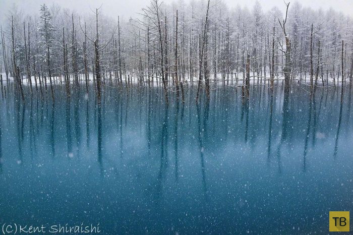 Голубой пруд на японском острове Хоккайдо в фотографиях Кента Шираиши (14 фото)