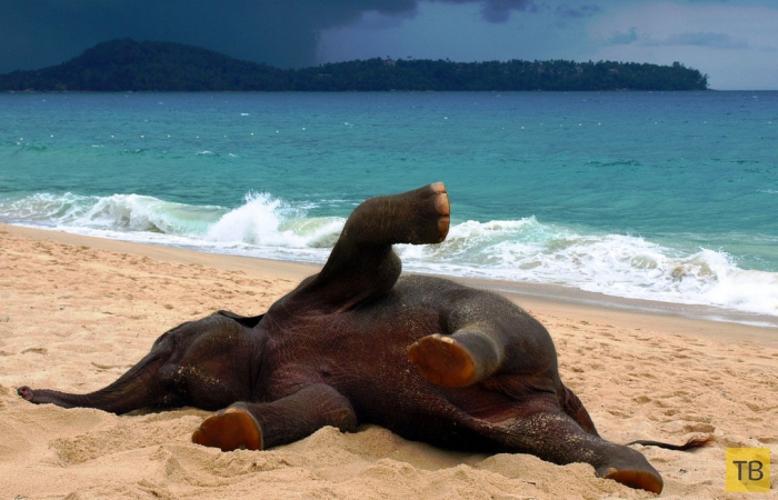 Позитивные фотографии маленького слоненка на пляже в Пхукете, Таиланд (4 фото)