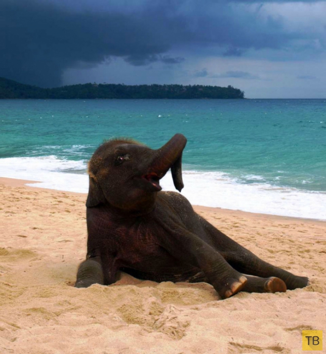 Позитивные фотографии маленького слоненка на пляже в Пхукете, Таиланд (4 фото)