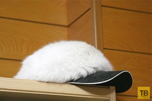 Новая фотозабава в Интернете - кошки вместо шапок (36 фото)