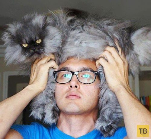 Новая фотозабава в Интернете - кошки вместо шапок (36 фото)