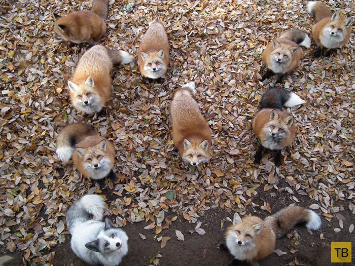 Деревня лис в японской префектуре Мияги (24 фото)