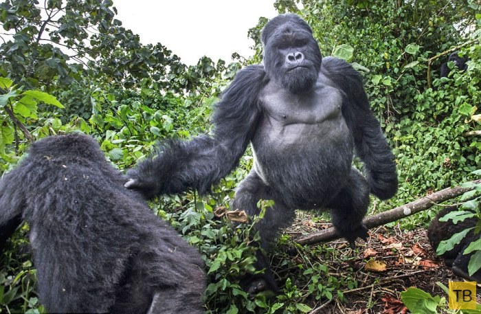 Горилла атаковала фотографа в Национальном парке Руанды (8 фото)