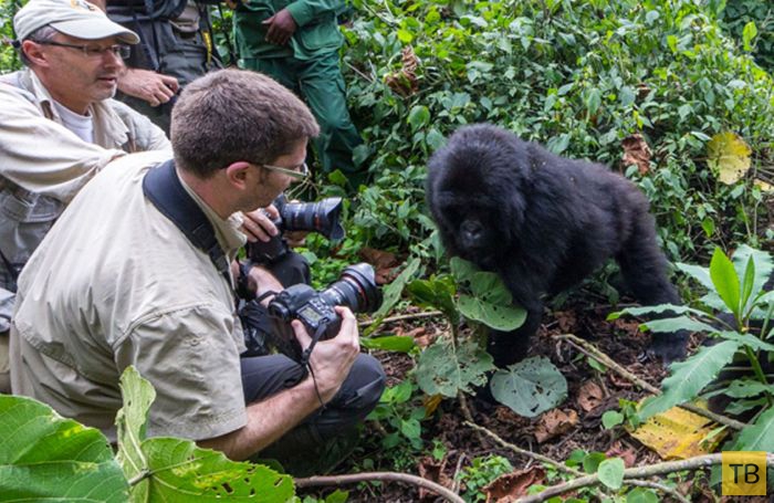 Горилла атаковала фотографа в Национальном парке Руанды (8 фото)