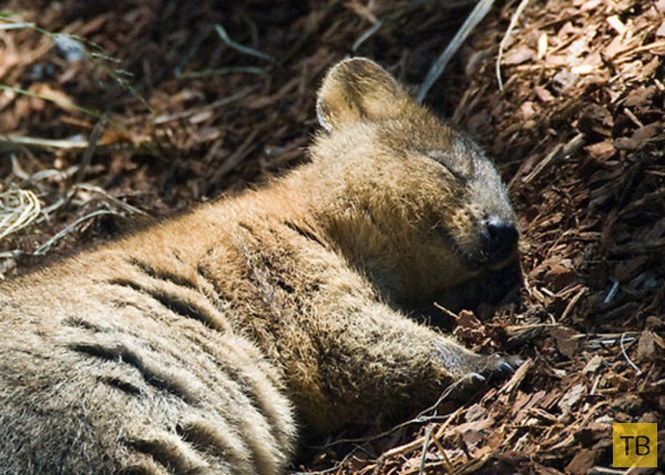 Квокки - карликовый кенгуру, который всегда улыбается (10 фото)
