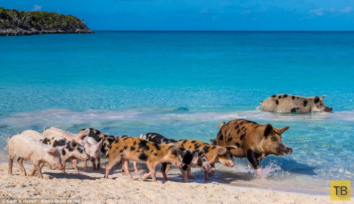 Счастливые хрюшки на необитаемом карибском острове Big Major Cay (13 фото)