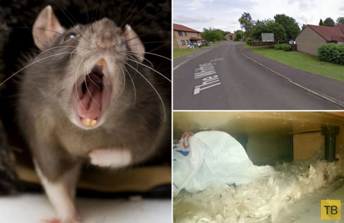 Англии угрожает нашествие полуметровых супер-крыс (12 фото)