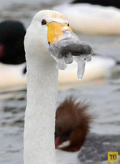 В Китае лебедь пострадал от мороза (6 фото)