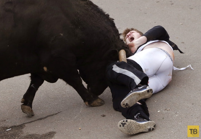 20-летний американец неудачно поучаствовал в забеге быков в Испании (5 фото)