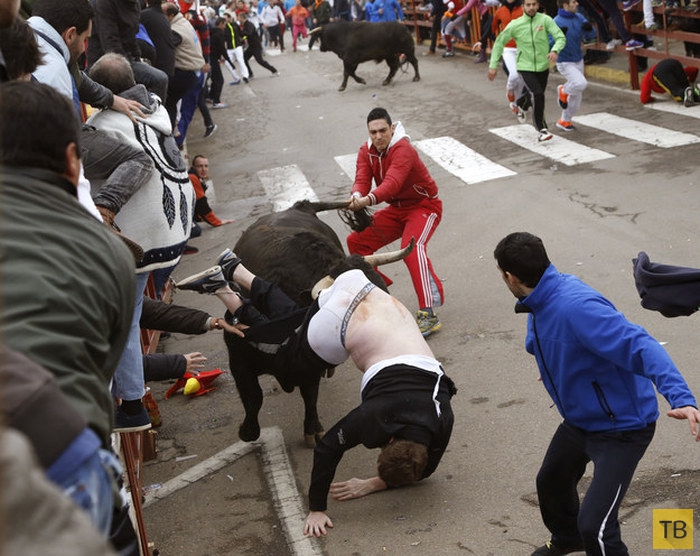 20-летний американец неудачно поучаствовал в забеге быков в Испании (5 фото)
