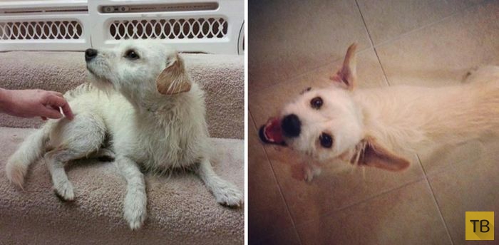 Животные в приюте и в семье: фото до и после (16 фото)