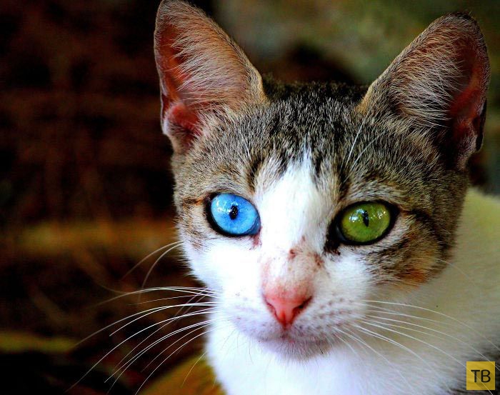 Красивые животные с разноцветными глазами (25 фото)