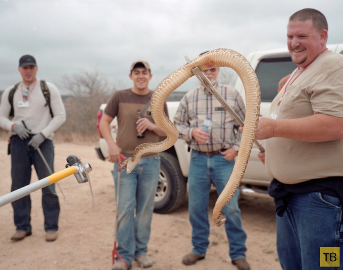 Американцы ловят и едят гремучих змей (15 фото)