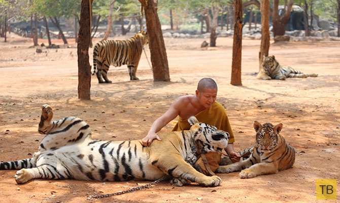 Храм Тигров в Таиланде (23 фото)