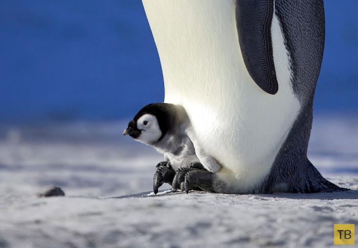 Императорские пингвина согревают своих пингвинят в Антарктиде (11 фото)