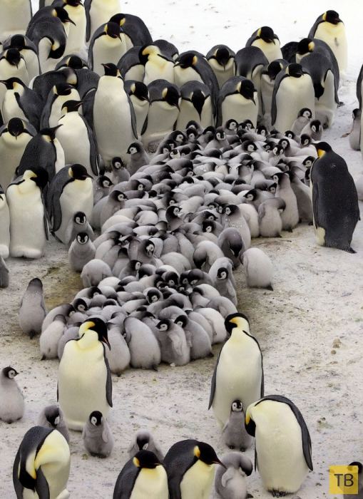 Императорские пингвина согревают своих пингвинят в Антарктиде (11 фото)