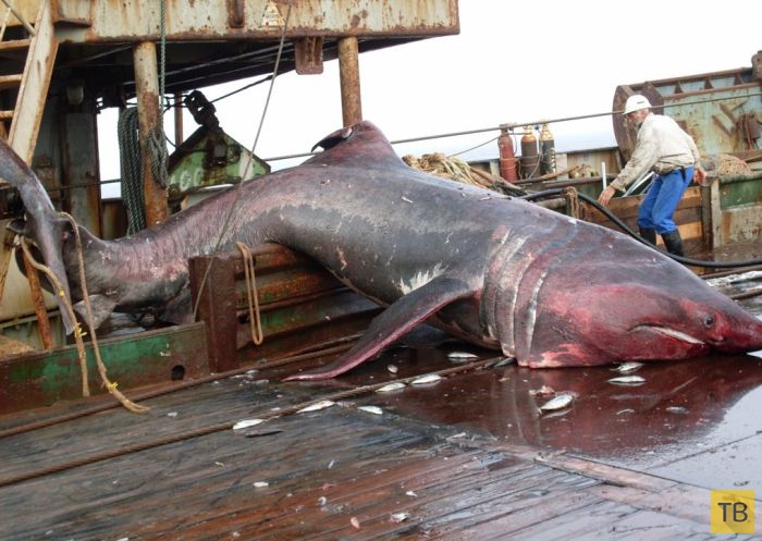 Акула случайно запуталась в сетях рыболовного траулера (8 фото)