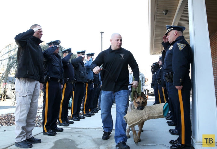 Американские полицейские провели в последний путь своего четвероногого коллегу - служебного пса Джадж (5 фото)