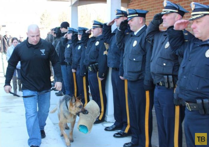Американские полицейские провели в последний путь своего четвероногого коллегу - служебного пса Джадж (5 фото)