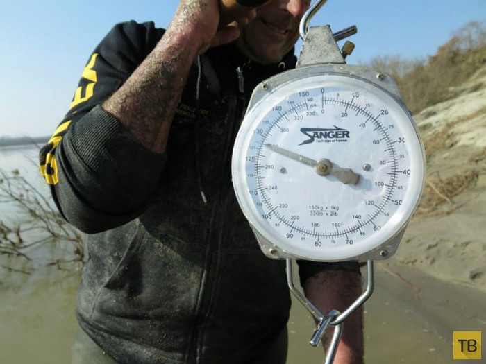 В Италии рыбак поймал 127-килограммового сома (5 фото)