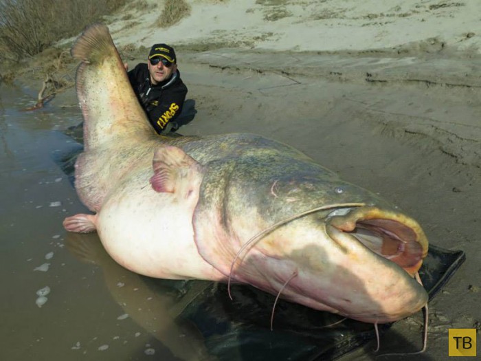 В Италии рыбак поймал 127-килограммового сома (5 фото)