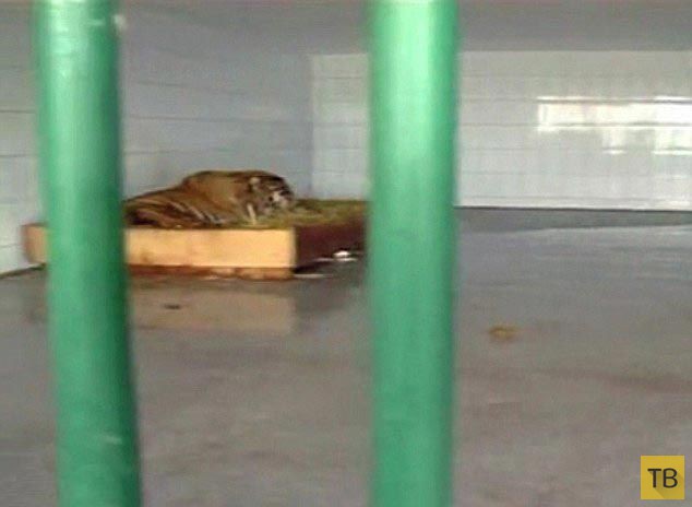 Тигр впал в глубокую депрессию (6 фото)