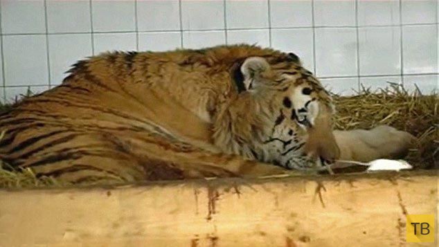 Тигр впал в глубокую депрессию (6 фото)