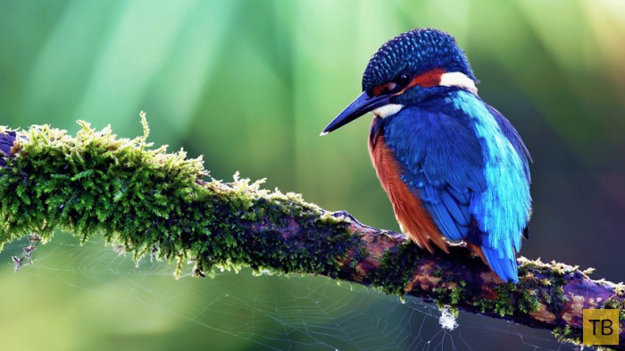 Красивые животные и птицы с разных уголков планеты (98 фото)