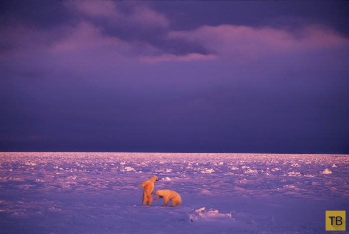 Изумительные фотографии дикой природы от фотографа-полярника Пола Никлена (33 фото)