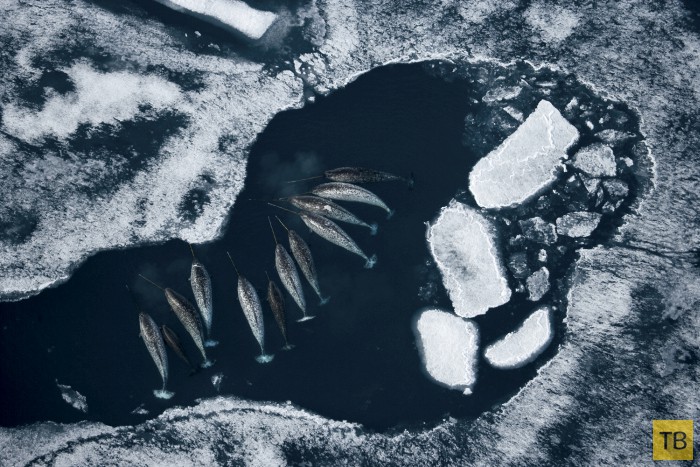 Изумительные фотографии дикой природы от фотографа-полярника Пола Никлена (33 фото)