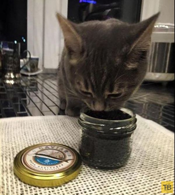 Скандал: Юлия Алферова, член ОП МО, кормит кошку черной икрой (3 фото)